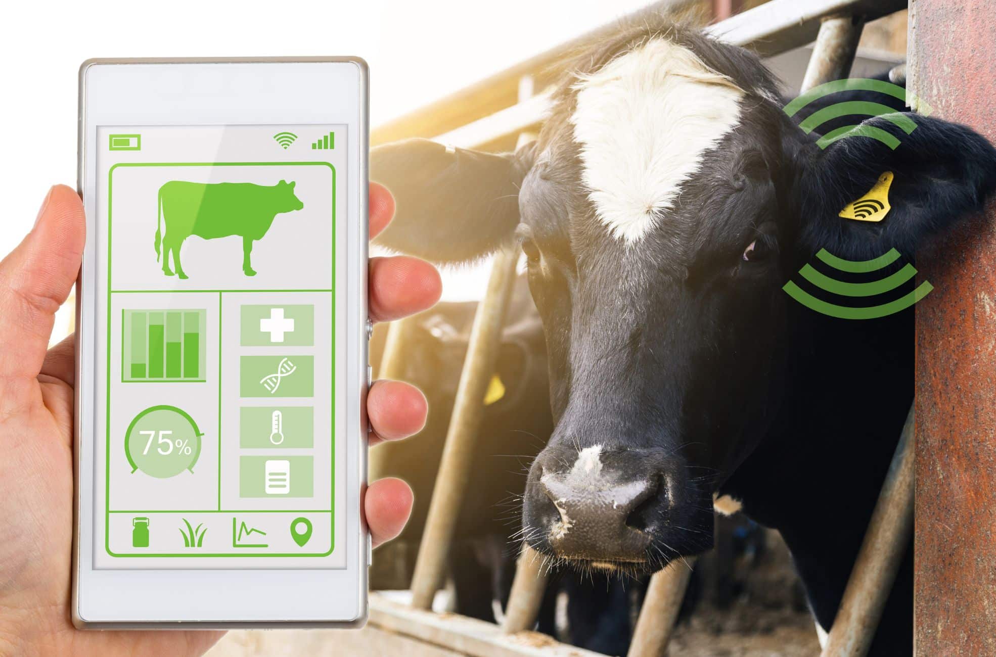 Cow And Phone With Agritech App