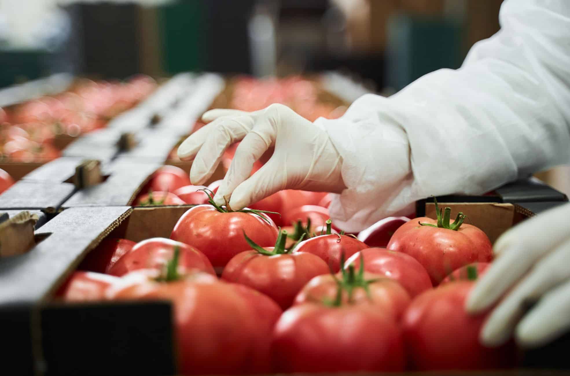 Boxed Tomatoes Reading For Trading