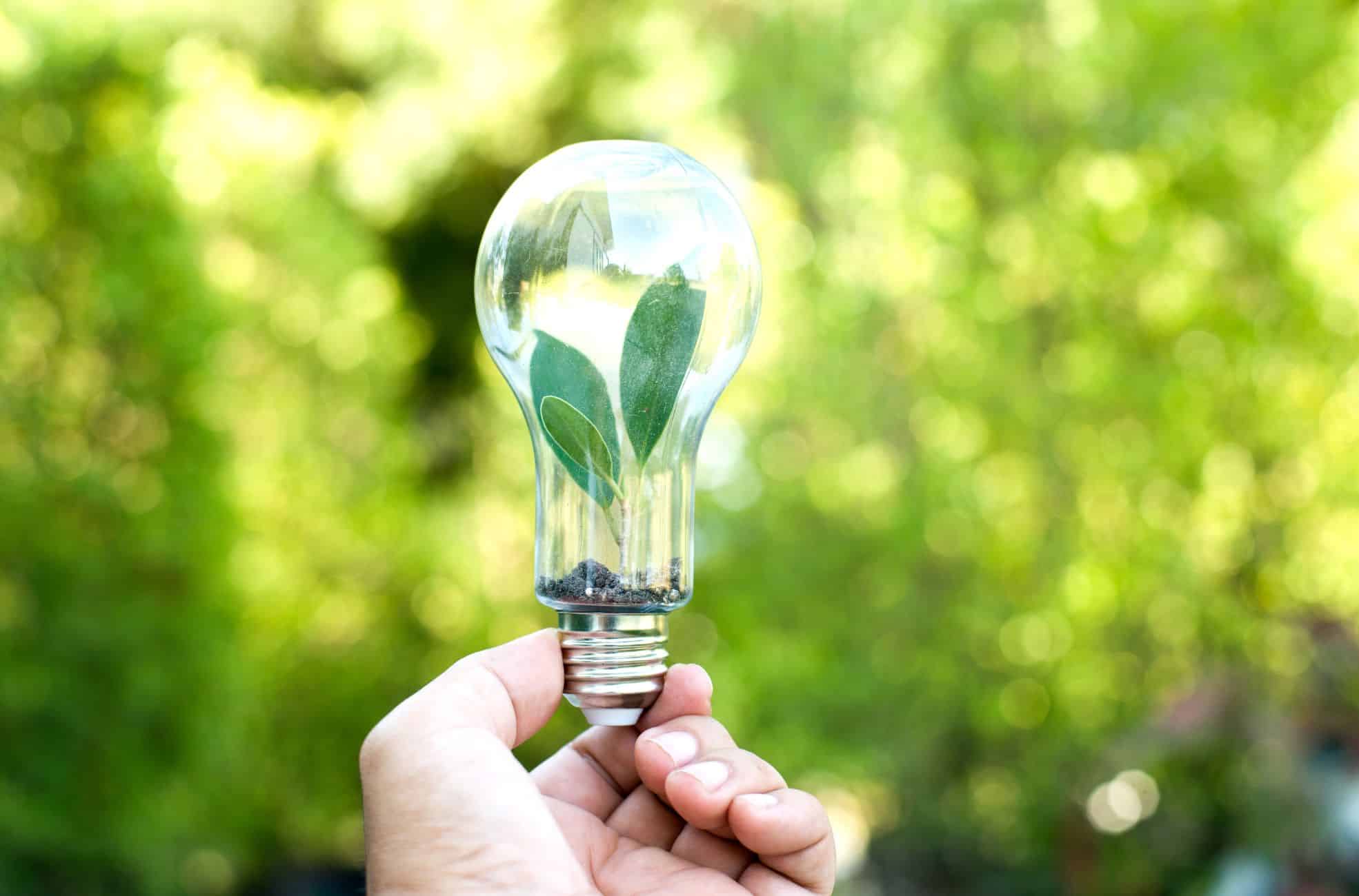 Lightbulb With Plants